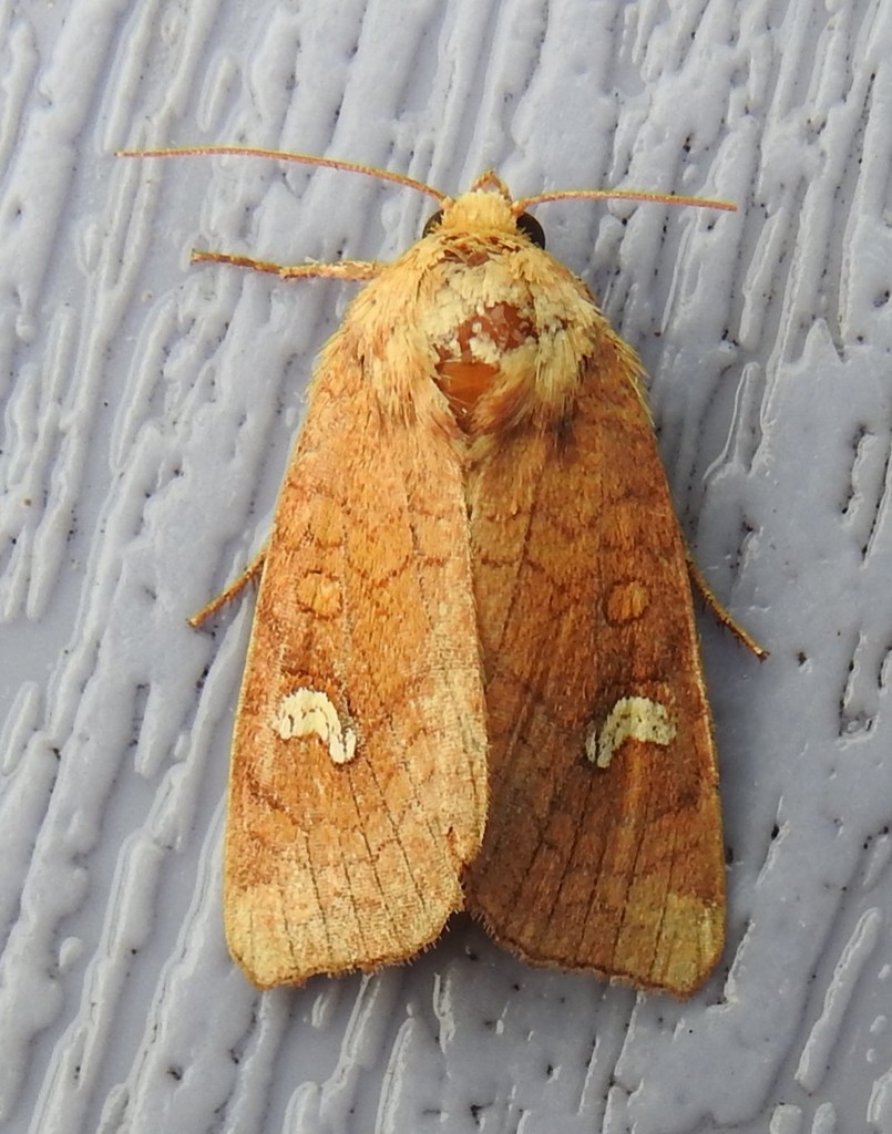 Ear Moths from 20 Hitchcock Rd, Saxtons River, VT 05154, USA on August ...