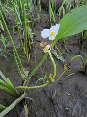 Sagittaria rigida