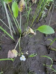Sagittaria rigida