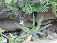 Hippobroma longiflora
