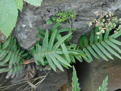 Pteris vittata