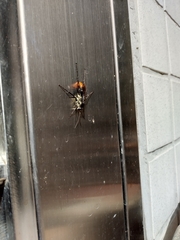 Tachypompilus analis