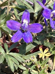 Delphinium