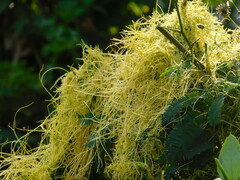Cuscuta campestris