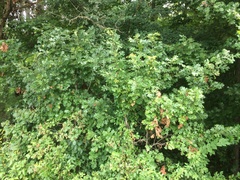 Quercus shumardii