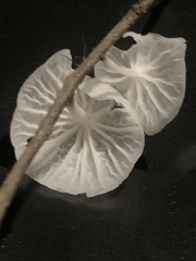 Marasmiellus candidus