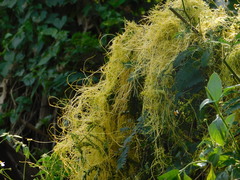 Cuscuta campestris