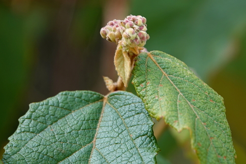 Image of Androcalva rossii by (c) Max Campbell, some rights reserved (CC BY)