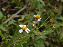 Bidens alba