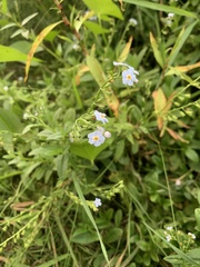 Nemophila