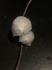 Marasmiellus candidus