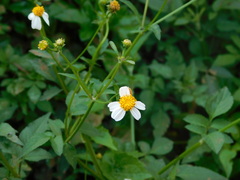 Bidens alba