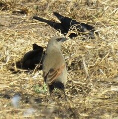 Agelaioides badius