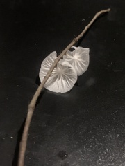 Marasmiellus candidus