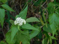 Austroeupatorium inulifolium