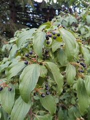 Cornus sanguinea