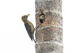 Melanerpes rubricapillus