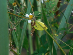 Eurema blanda