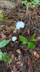 Marasmiellus candidus