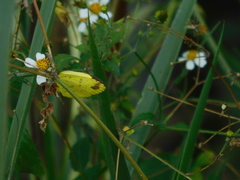 Eurema blanda