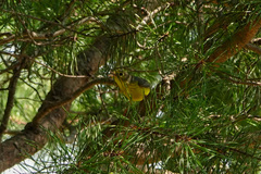 Cardellina canadensis