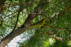Cardellina canadensis