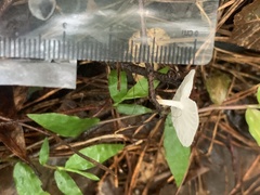 Marasmiellus candidus