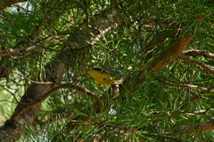 Cardellina canadensis