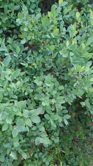 Vaccinium ovalifolium