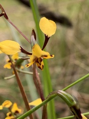 Diuris maculata