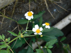 Bidens alba
