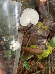 Marasmiellus candidus