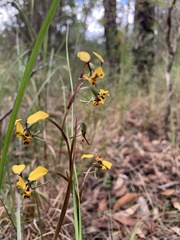Diuris maculata