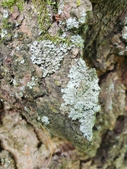 Lecanoromycetes