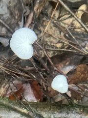 Marasmiellus candidus