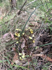 Diuris maculata