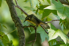 Setophaga dominica