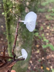 Marasmiellus candidus