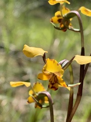Diuris maculata