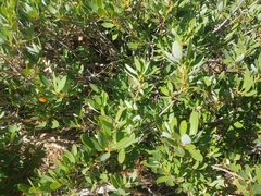 Quercus vacciniifolia