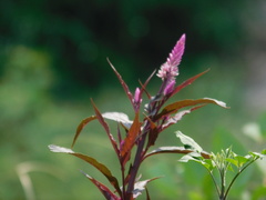 Celosia spicata