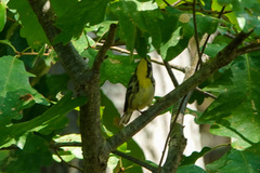 Setophaga dominica