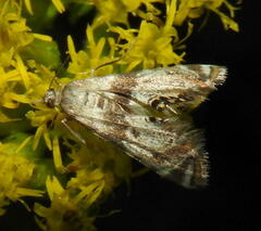 Petrophila fulicalis
