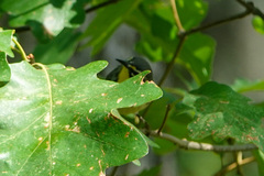 Setophaga dominica