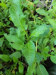 Rorippa