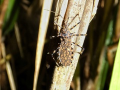 Salyavata macmahanae