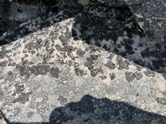 Umbilicaria