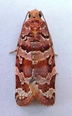 Argyrotaenia tabulana