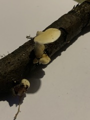 Loweomyces fractipes