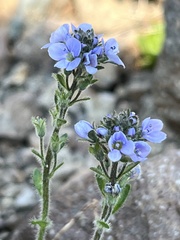 Veronica wormskjoldii